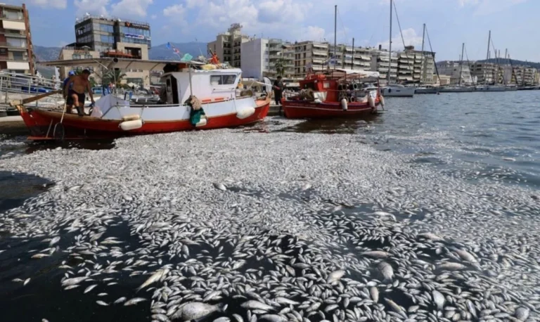 «Μαγνήτης» για τους καρχαρίες οι τόνοι νεκρών ψαριών στις ακτές του Βόλου – Πόλεμος ευθυνών, σε επιφυλακή οι Αρχές