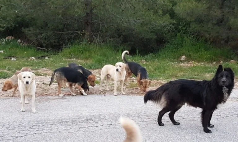 Θεσσαλονίκη: Ετοιμάζεται το πρώτο δημοτικό κτηνιατρείο- Έρχεται app που ενημερώνει για φόλες, ζωάκια που χάνονται και αδέσποτα