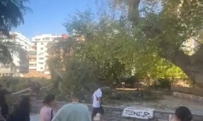  Δέντρο έπεσε στην Πλατεία Ναυαρίνου – Ένα άτομο τραυματίστηκε ελαφρά