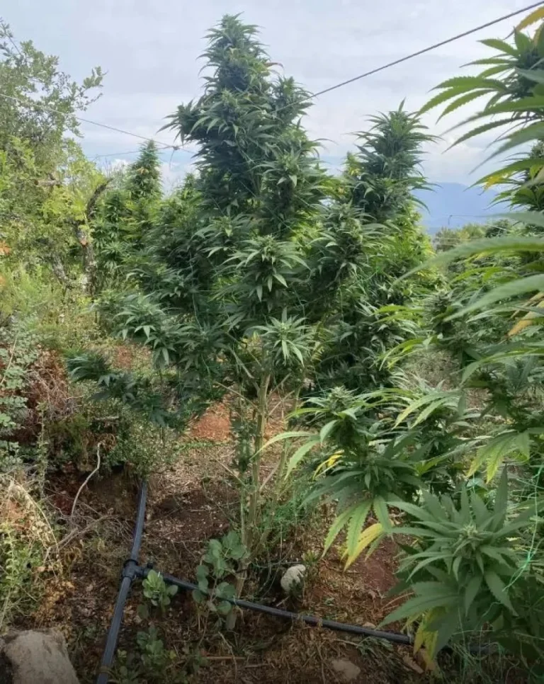 Μαγνησία: Σπείρα καλλιεργούσε φυτεία με 1.600 δενδρύλλια κάνναβης