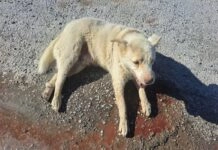 Αυτοκίνητο χτύπησε σκύλο και τον εγκατέλειψε στον Χορτιάτη – Μήνυση καταθέτει αντιδήμαρχος