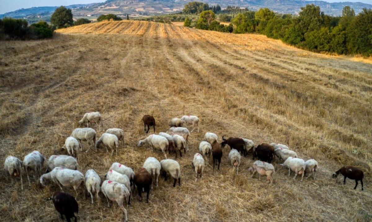 Θεσσαλονίκη: Πάνω από 350 εκατ. ευρώ οι ζημιές από την ευλογιά στους 14 μήνες