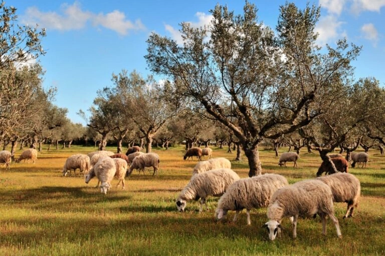 Συνελήφθησαν τέσσερις Βούλγαροι που προσπάθησαν να περάσουν πρόβατα στην Ελλάδα