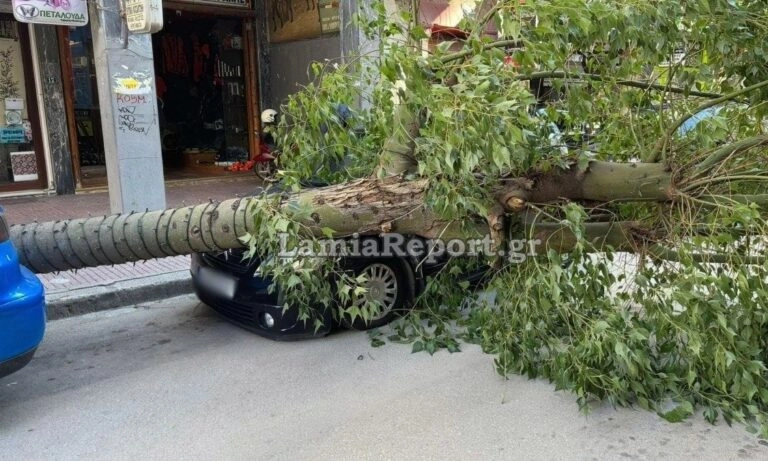 Δέντρο έπεσε πάνω σε σταθμευμένα αυτοκίνητα στο κέντρο της πόλης
