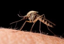 Ιός Δυτικού Νείλου: Από τις πιο δύσκολες χρονιές για την Ελλάδα η φετινή – Καμπανάκι από τον ΕΟΔΥ