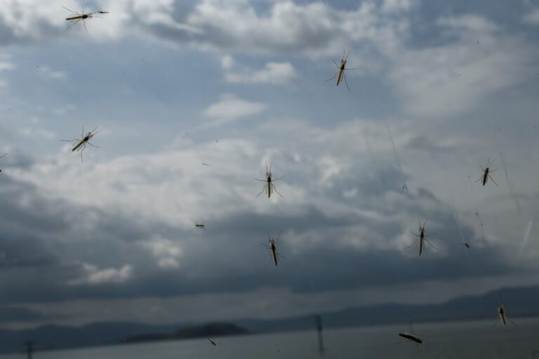 Ιός Δυτικού Νείλου: Αυξανόμενη απειλή για την δημόσια υγεία – Ποιοι κινδυνεύουν περισσότερο
