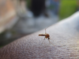 Chikungunya: Η νέα… εξωτική απειλή που έφεραν τα κουνούπια