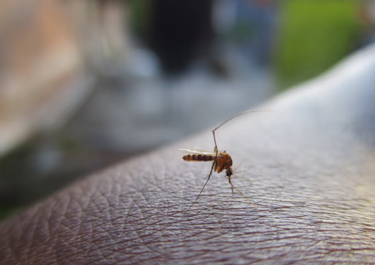 Chikungunya: Η νέα… εξωτική απειλή που έφεραν τα κουνούπια