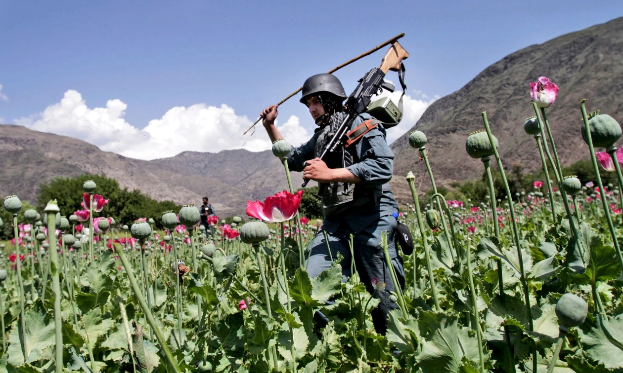 1e4076e7-opium-auto-1793293205.webp
